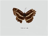 藏品(異紋帶蛺蝶)的圖片